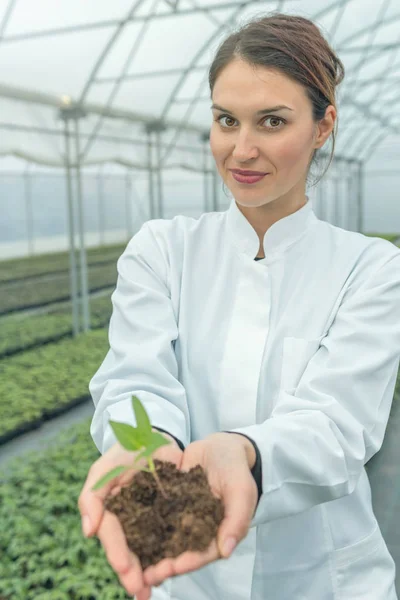 Woman hands holding green plant in soil. New life concept. — Stock Photo, Image