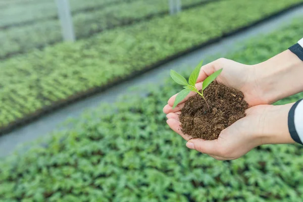 Genç kadın bir sera toprağa ile fide holding eller.