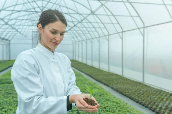 Woman hands holding green plant in soil. New life concept. — Stock Photo, Image