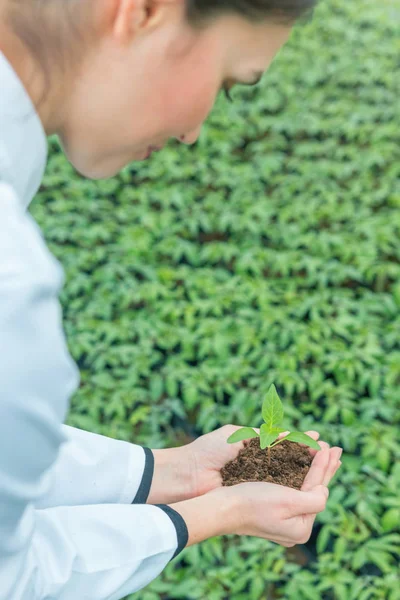 Genç kadın bir sera toprağa ile fide holding eller.