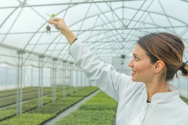 Woman holding plant in greenhouse nursery. Seedlings Greenhouse. — Stock Photo, Image
