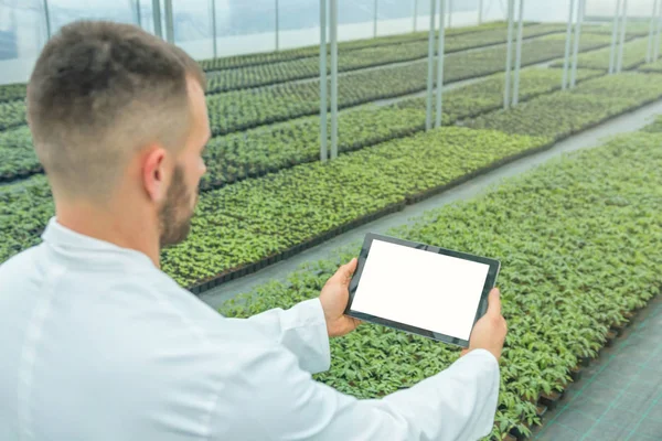 Planta mudas crescendo primavera estufa. Engenheiro de biotecnologia mãos com tablet . — Fotografia de Stock