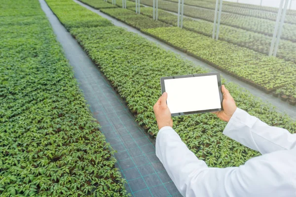 Planta mudas crescendo primavera estufa. Engenheiro de biotecnologia mãos com tablet . — Fotografia de Stock