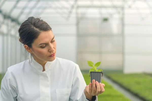Woman holding potted plant in greenhouse nursery. Seedlings Greenhouse. — Stock Photo, Image
