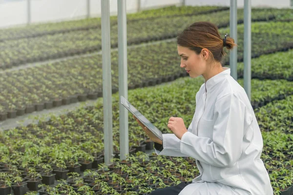 Crescimento de mudas de estufa. Engenheira Agrícola Feminina usando tablet — Fotografia de Stock