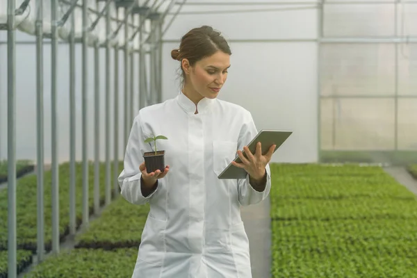 Greenhouse Seedlings Growth. Female Agricultural Engineer using tablet