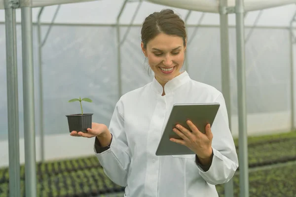 Crescimento de mudas de estufa. Engenheira Agrícola Feminina usando tablet — Fotografia de Stock