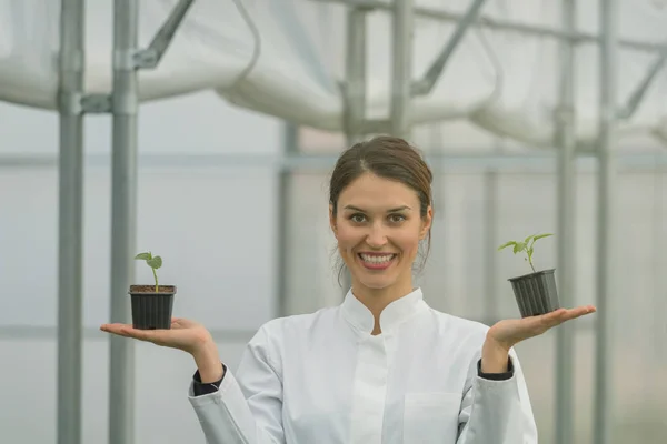 Woman holding potted plant in greenhouse nursery. Seedlings Greenhouse. — Stock Photo, Image