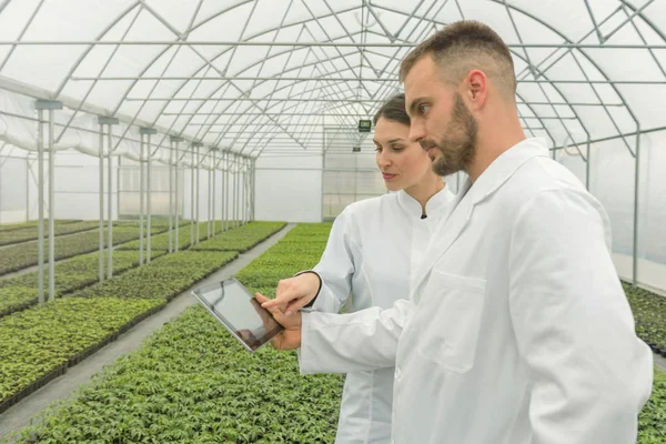 Engenheiros agrícolas usando estufa tablet. Mudas Estufa . — Fotografia de Stock