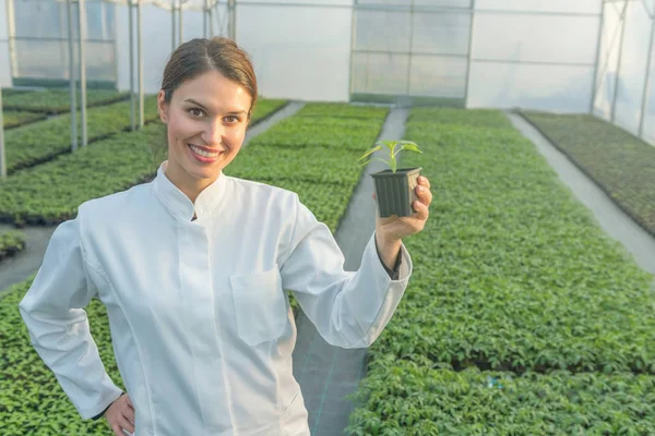 Woman holding potted plant in greenhouse nursery. Seedlings Greenhouse. — Stock Photo, Image