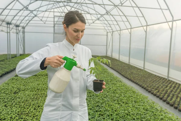 Young seedlings growing in greenhouse. Young woman Watering seedlings in greenhouse with a spray gun. — Stock Photo, Image