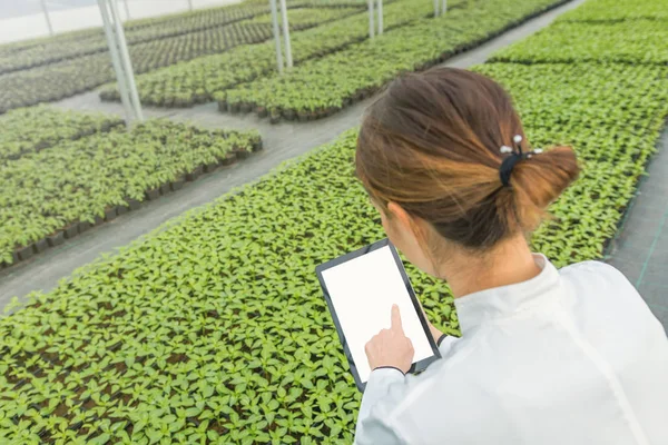 女性バイオ エンジニア タブレット温室です。植物の苗 — ストック写真