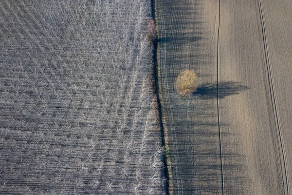 Árvores de álamo no campo de fileira Início da primavera. Vista superior . — Fotografia de Stock