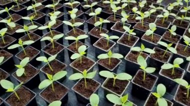 Salatalık fidan bir sera içinde. Sera içinde büyüyen fidan