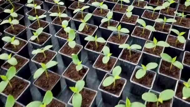 Gurka Plantor Ett Växthus Växande Plantor Växthuset — Stockvideo