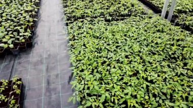 Fide kreş, genç tesisleri bir serada büyüyen