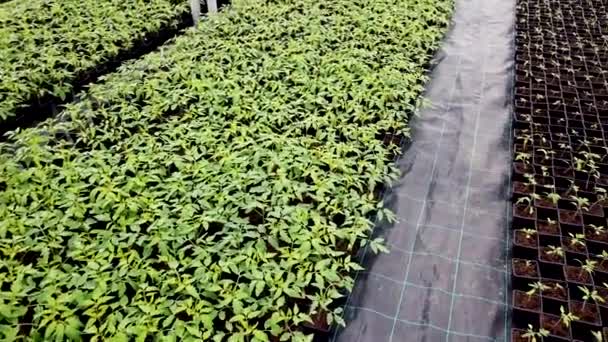 Seedling Nursery Young Plants Growing Greenhouse — Stock Video