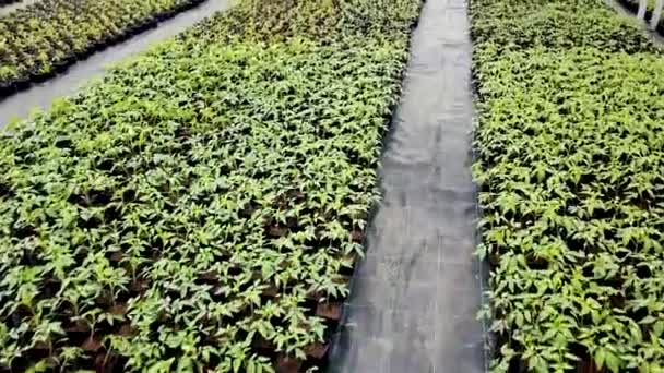 Seedling Nursery Young Plants Growing Greenhouse — Stock Video