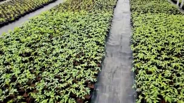 Viveiro Mudas Plantas Jovens Crescendo Uma Estufa — Vídeo de Stock