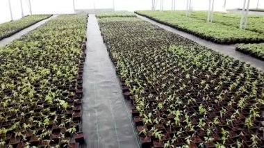 Fide kreş, genç tesisleri bir serada büyüyen