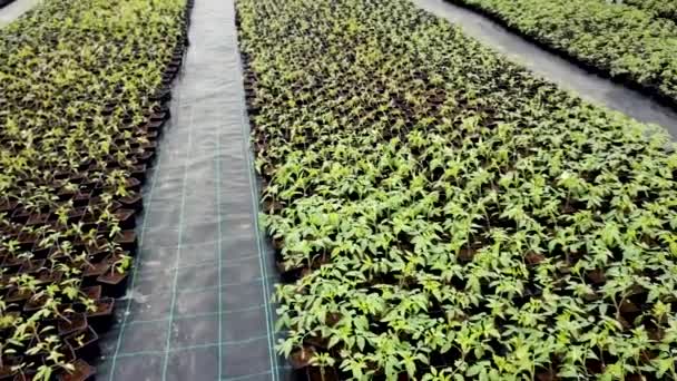 Vivero Plántulas Plantas Jóvenes Creciendo Invernadero — Vídeo de stock