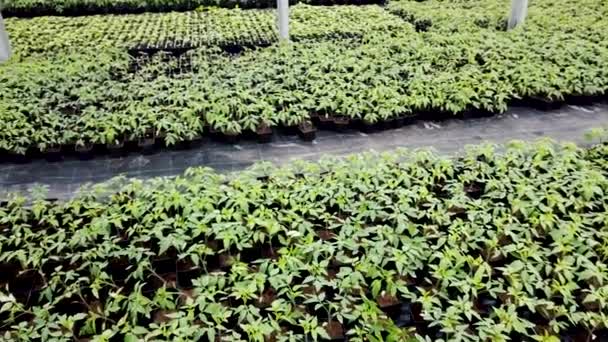 Viveiro Mudas Plantas Jovens Crescendo Uma Estufa — Vídeo de Stock