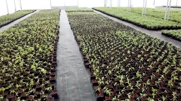 Zaailing Kwekerij Jonge Planten Die Groeien Een Kas — Stockvideo