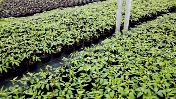 Seedling Nursery Young Plants Growing Greenhouse — Stock Video