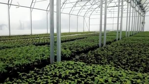 Vivero Plántulas Plantas Jóvenes Creciendo Invernadero — Vídeos de Stock