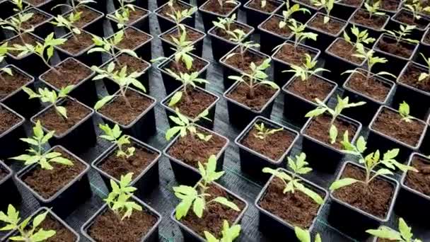 Tomat Plantor Ett Växthus Växande Plantor Växthuset — Stockvideo