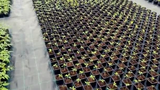 Viveiro Mudas Plantas Jovens Crescendo Uma Estufa — Vídeo de Stock