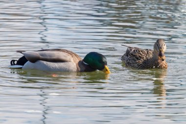 Yaban ördekleri Mallard erkek ve kadın Anas platyrhynchos.