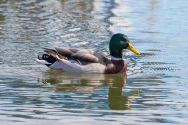 Vahşi ördek Mallard Anas platyrhynchos. Erkek Ördek.