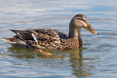 Vahşi ördek Mallard Anas platyrhynchos. Dişi Ördek.