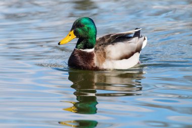 Vahşi ördek Mallard Anas platyrhynchos. Erkek Ördek.