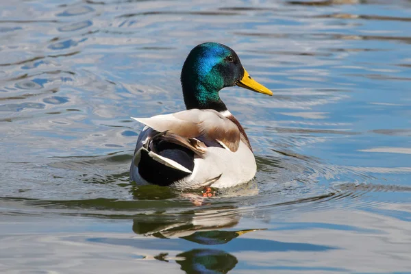 야생 오리 Mallard Anas platyrhynchos. 수컷 오리. — 스톡 사진