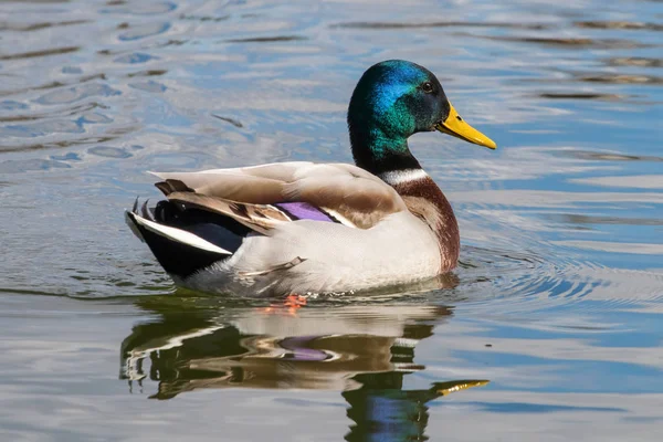 야생 오리 Mallard Anas platyrhynchos. 수컷 오리. — 스톡 사진