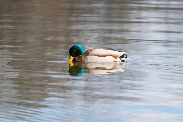 야생 오리 Mallard Anas platyrhynchos. 수컷 오리. — 스톡 사진