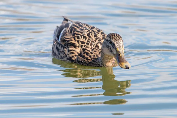 Canard colvert Anas platyrhynchos. Canard femelle . — Photo