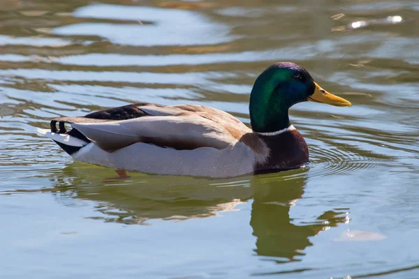 야생 오리 Mallard Anas platyrhynchos. 수컷 오리. — 스톡 사진