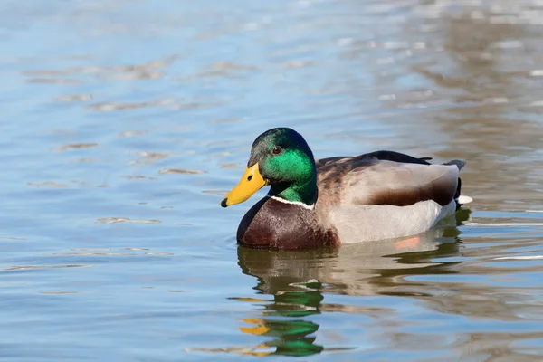 야생 오리 Mallard Anas platyrhynchos. 수컷 오리. — 스톡 사진