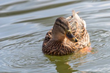 Vahşi ördek Mallard Anas platyrhynchos. Dişi Ördek.