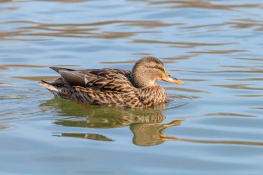 Vahşi ördek Mallard Anas platyrhynchos. Dişi Ördek.