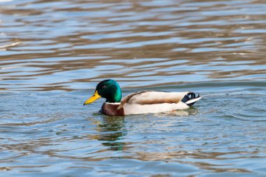 Vahşi ördek Mallard Anas platyrhynchos. Erkek Ördek.