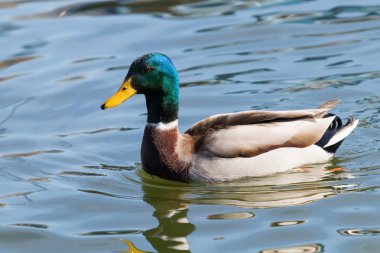 Vahşi ördek Mallard Anas platyrhynchos. Erkek Ördek.