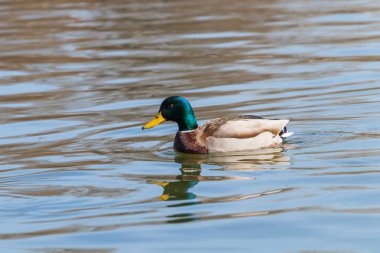 Vahşi ördek Mallard Anas platyrhynchos. Erkek Ördek.