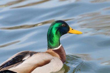 Vahşi ördek Mallard Anas platyrhynchos. Erkek Ördek.