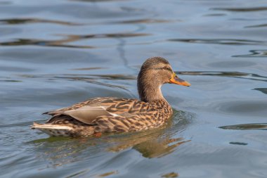 Vahşi ördek Mallard Anas platyrhynchos. Dişi Ördek.