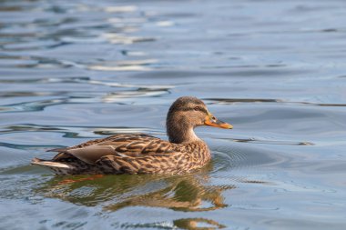 Vahşi ördek Mallard Anas platyrhynchos. Dişi Ördek.