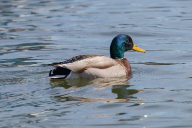 Vahşi ördek Mallard Anas platyrhynchos. Erkek Ördek.